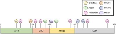 Post-Translational Modifications of FXR; Implications for Cholestasis and Obesity-Related Disorders